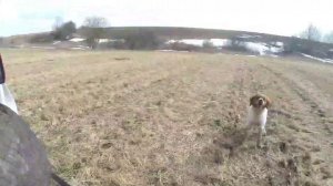 Натаска легавых собак. Эпаньоль Бретон. Курцхаар.