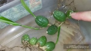 Целогина кристата. Пересадка.