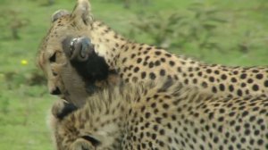 Serengeti Cheetah Kill - Somewhat Close and Personal