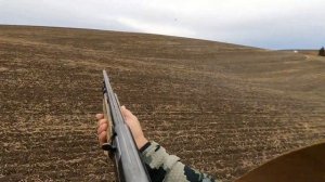 Pheasant Hunting, Small Munsterlander & Brittany, Eastern Washington