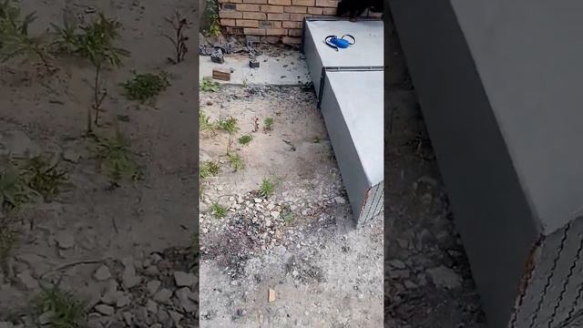 Ягдтерьер Шериф 5 месяцев. смотреть онлайн