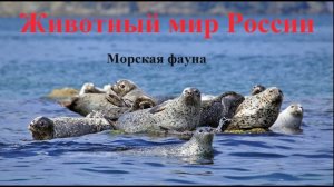 Морская фауна