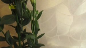 Уход за Эустомой в зимний период.01.10.2019