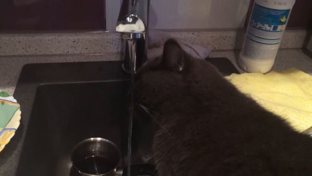Кот пьёт воду из крана смотреть онлайн