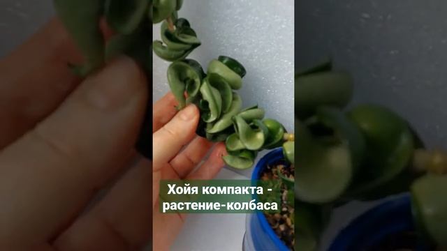 Растение-колбаса. Хойя компакта Hoya compacta