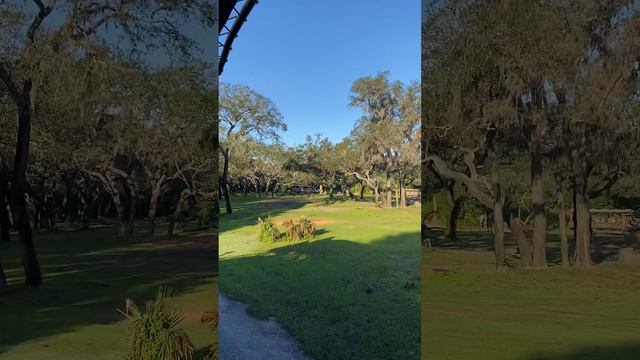 ДИСНЕЙ / ПАРК🐅В ОРЛАНДО,ФЛОРИДА🦒ANIMAL🦓 KINGDOM/ DISNEY WORLD🐘 смотреть онлайн