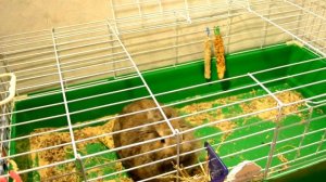 Интересные факты о декоративных кроликах!