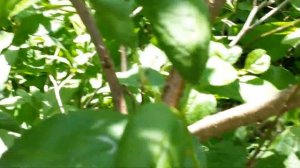 Обрезка сливы летом для начинающих.Обрезка сливы-плодоношение сливы