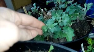 Как зимуют маточники хризантемы мультифлора в неотапливаемом помещении.