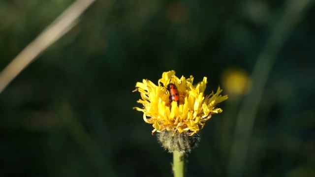 Sony SLT-A55V + Helios-44-2 Тест Видео Mp4 смотреть онлайн