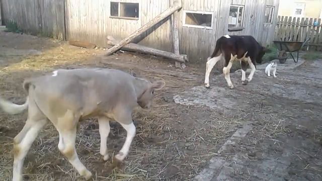 Самые маленькие телята!Жара!