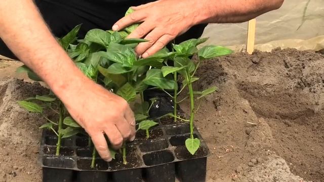 Высадка рассады перца и баклажанов на постоянное место.