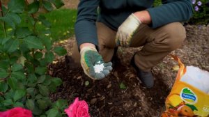 Подкормка розы осенью. Обязательно сделайте это с розами в сентябре для успешной зимовки