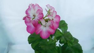 ?ПЕЛАРГОНИЯ "ЛЮСТРА ВИОЛЕТ" ИЗ СЕМЯН  . ?