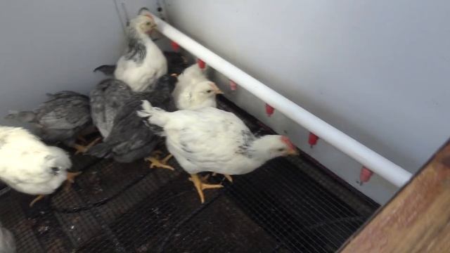 Как бороться с расклевом у цыплят смотреть онлайн