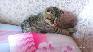 three cats of the week #2