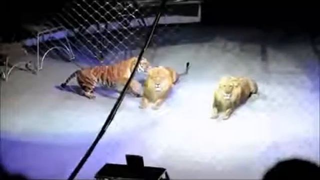 ТИГР ПРОТИВ ЛЬВА В ЦИРКЕ БОЙ ТИГР ПРОТИВ ЛЬВА смотреть онлайн