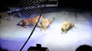 ТИГР ПРОТИВ ЛЬВА В ЦИРКЕ БОЙ ТИГР ПРОТИВ ЛЬВА