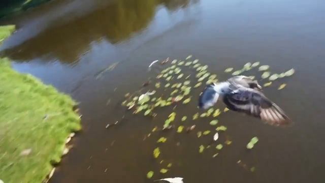 Июль в Гатчинском парке(поп версия) смотреть онлайн