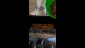 Кормление кур сухим кормом. Приготовление достаточно простое.)