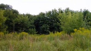 Сыпь тальянка звонко. Песня на стихи Сергея Есенина