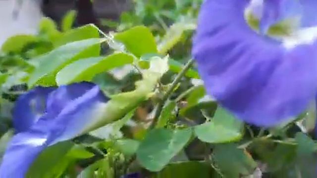 Best Climbing plant of my garden | Gardening 101