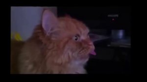 Коты боксеры Мега ржач