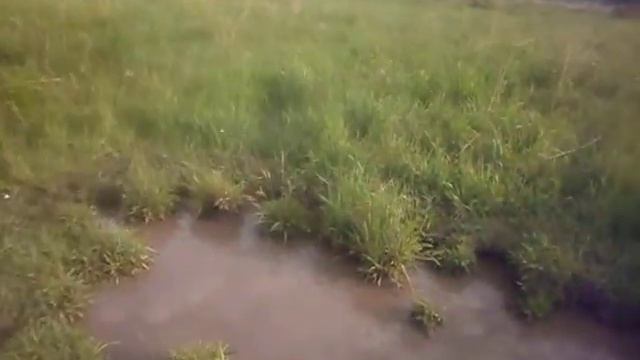 Солонец на заброшенной ферме, медведь ходил по дороге. смотреть онлайн