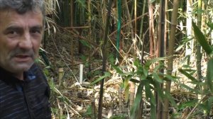 Бамбук как растёт.