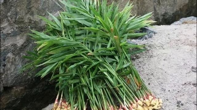 Как выростить имбирь из корня в домашних условиях смотреть онлайн