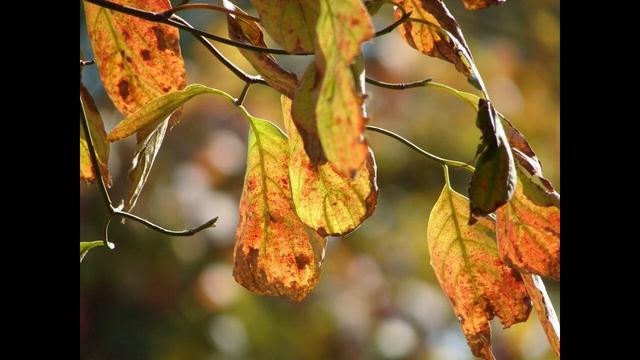 【オールドコンデジ】SONY DSC-H1の12倍ズームコンデジで撮った作例です。510万画素もなかなかです。 смотреть онлайн