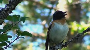 Звуки леса весной. Источник вдохновения