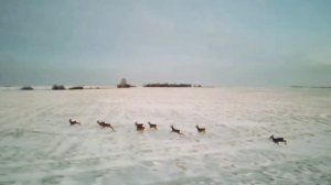 Косули на поле