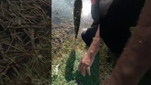 сирдарё рыбалка шаликор