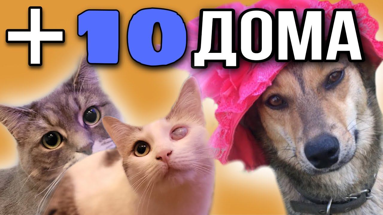 Кошки погибшей в ДТП семьи и ещё 8 подопечных Зоомамы встретились с хозяевами ❤️