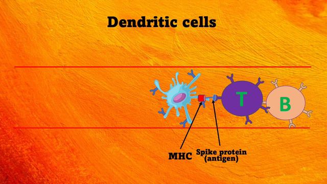 Immune Responses to SARS-CoV-2 Infection смотреть онлайн