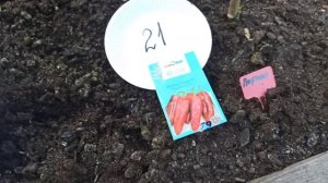 Урожай перца в открытом грунте сезона 2023 года в Ленинградской области