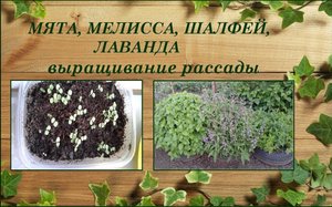 Мята, мелисса, шалфей, лаванда выращивание из семян