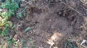 Подготовка суглинистой почвы для грядок  и посадок  растений на заброшенной даче.