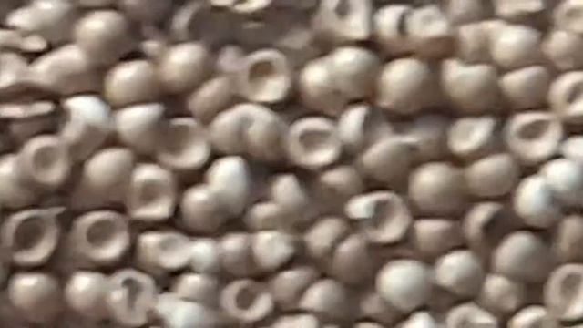 Яйца артемии от Аква Меню. Эконом (( смотреть онлайн