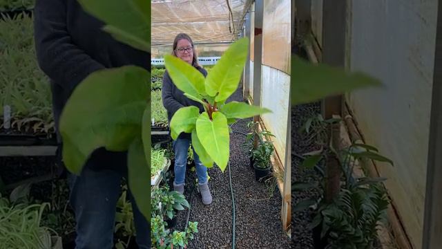 Philodendron Golden melinonii