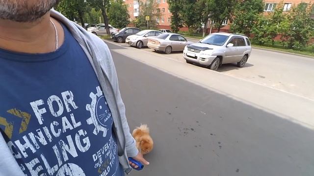 Учим щенка отзываться на кличку. Цвет настроения серый. Шпицы на прогулке. В Сибири дожди