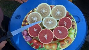 Грейпфрути  Duncan and Ruby Red в розрізі.