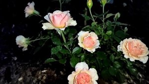 роза  Таити  (вечерняя съёмка)