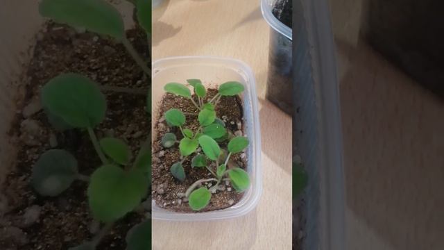мои цветочки
