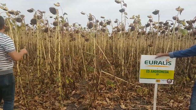 Соняшник від Євраліс смотреть онлайн