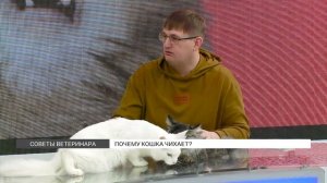 Почему коты чихают?
