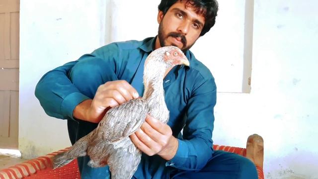 Murga Fight Mianwali смотреть онлайн