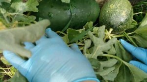 Июльский сбор бахчевых в открытом грунте в средней полосе