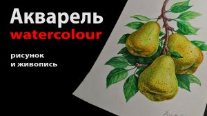 Рисунок и акварель. Груши на ветке #акварель #рисунок #груши